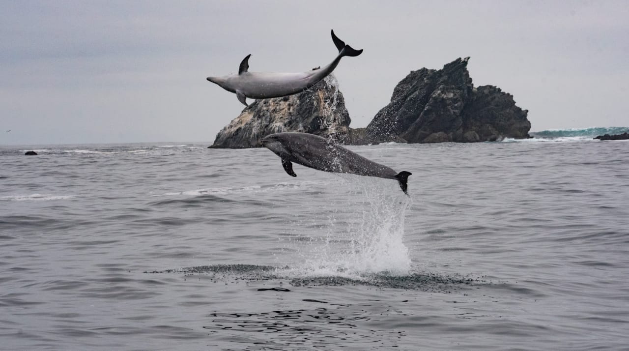 Memorice Peces de Chile: Descubriendo el océano y la naturaleza a través del juego